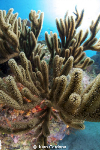 shallow reef by Juan Cardona 